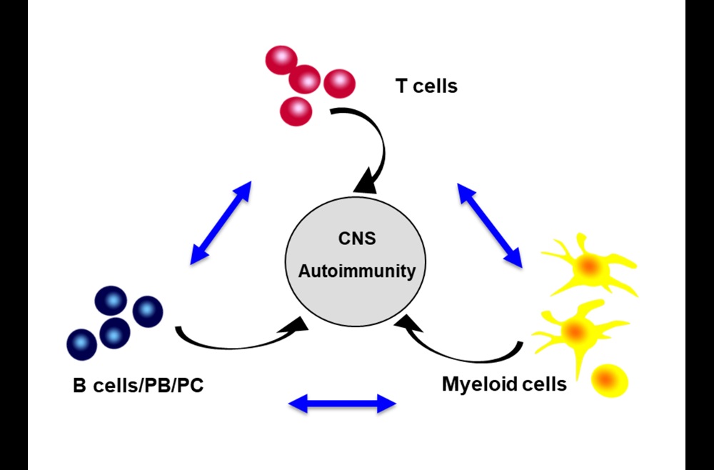 Immune cell Interactions driving MS attacks